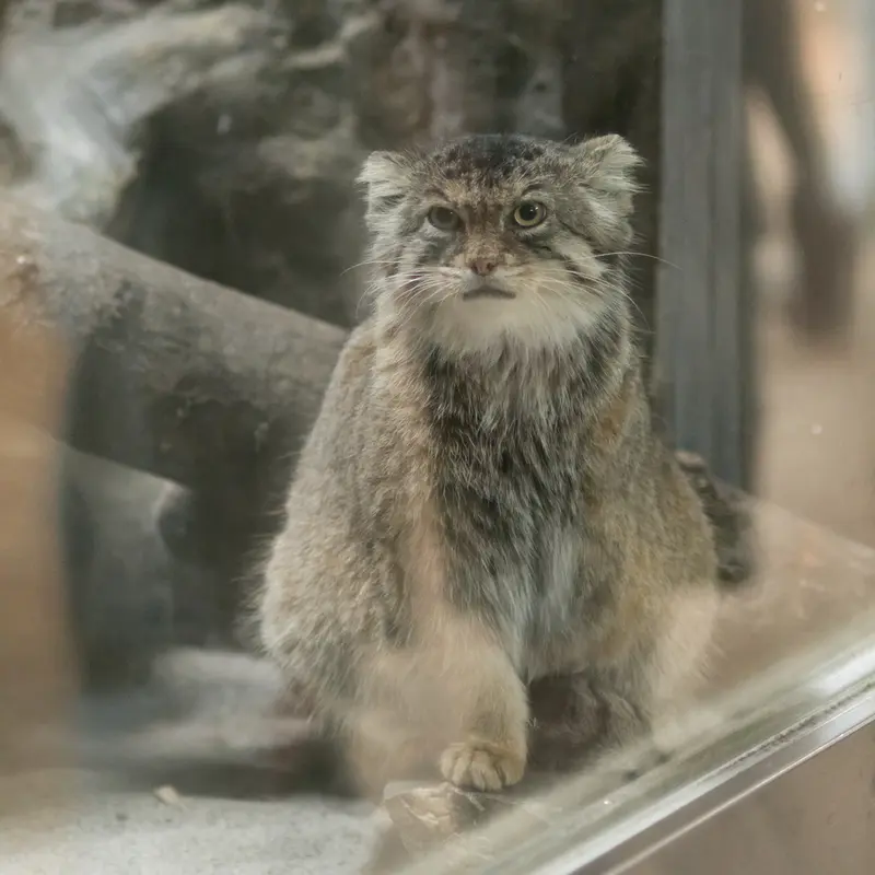 恩賜上野動物園のプリームラの写真