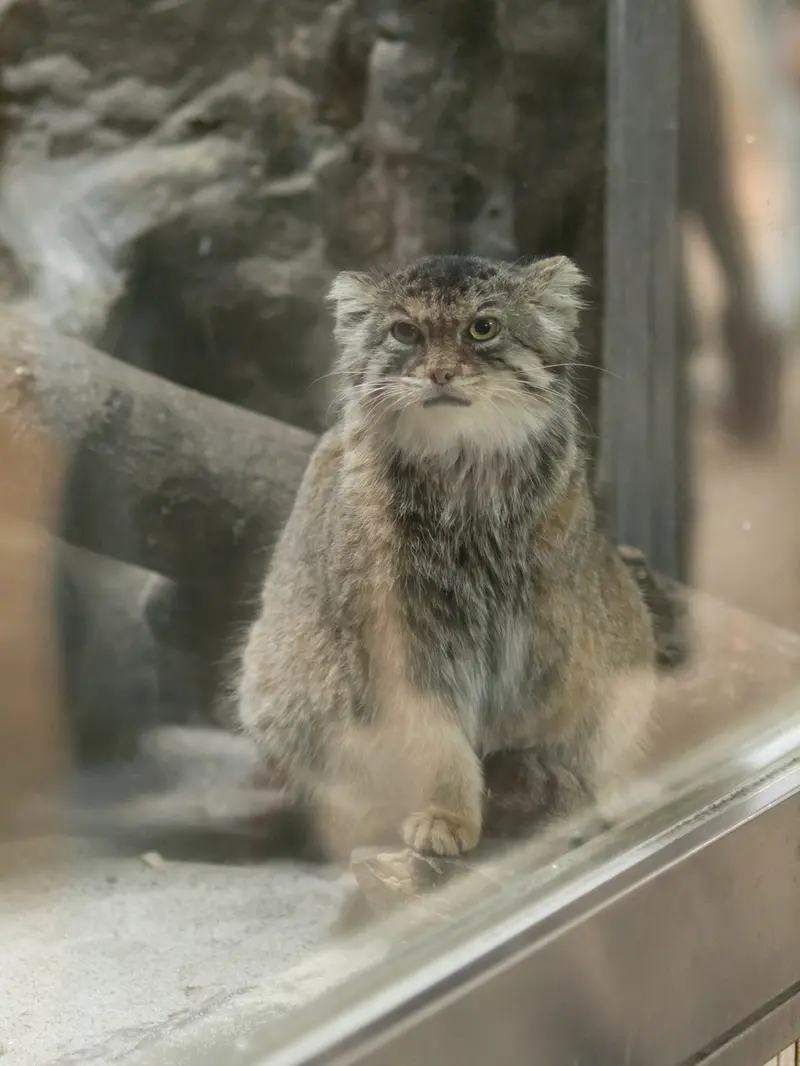 恩賜上野動物園のプリームラの写真