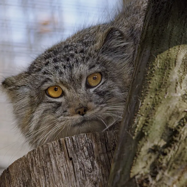 ブルノ動物園のアリウナーの写真