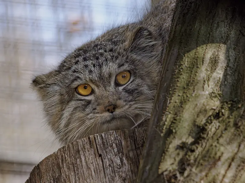 ブルノ動物園のアリウナーの写真
