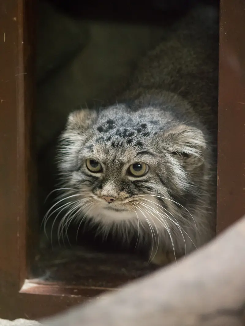 恩賜上野動物園のサフランの写真