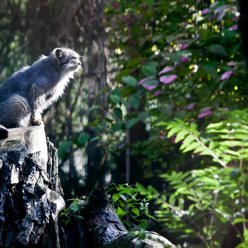 コルケアサーリ動物園のソリティアの写真