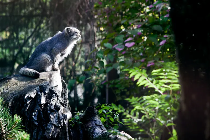 コルケアサーリ動物園のソリティアの写真