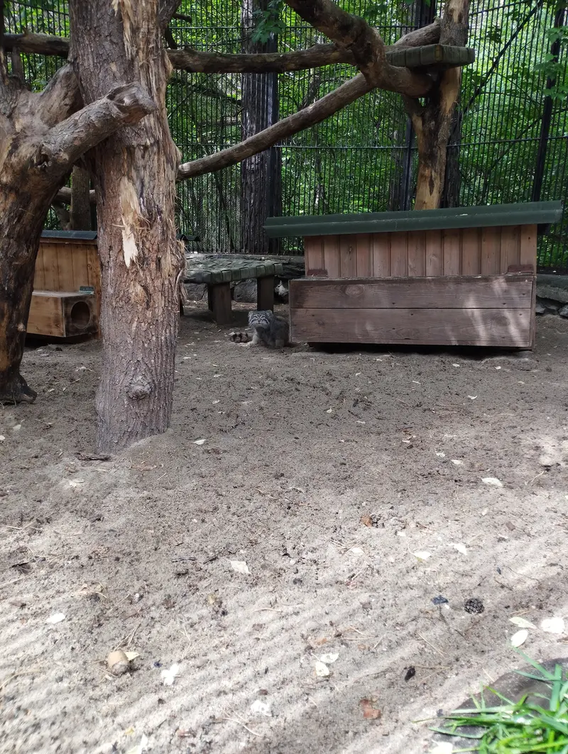 ノヴォシビルスク動物園のマヌルネコの写真