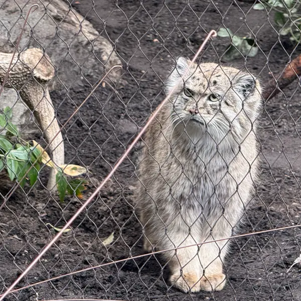 プロスペクト・パーク動物園のバトゥの写真