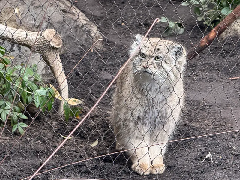 プロスペクト・パーク動物園のバトゥの写真