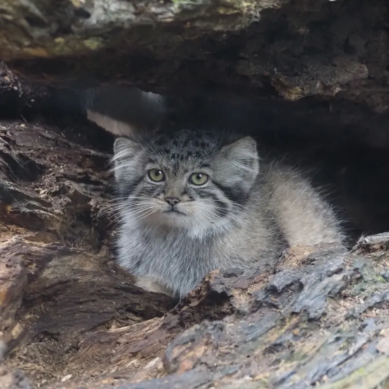 グダニスク動物園のアルタイの写真