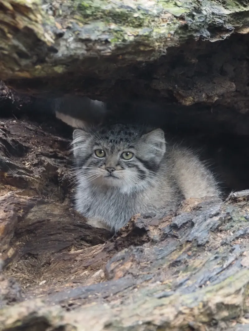 グダニスク動物園のアルタイの写真