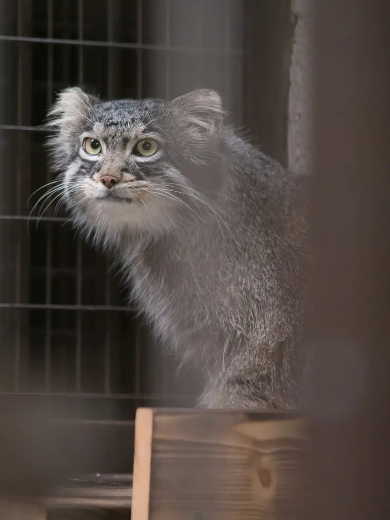 野毛山動物園のフィーガの写真