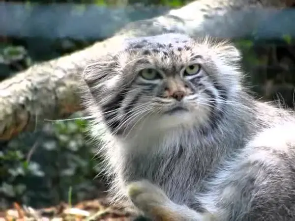 デッサウ動物園のマンニの動画