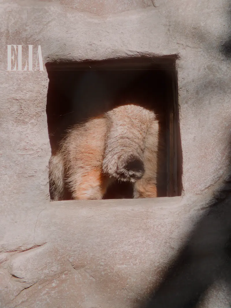 カルガリー動物園 / ワイルダー研究所のオラフの写真