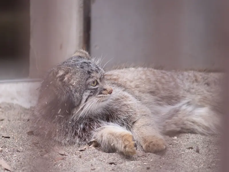 野毛山動物園のフィーガの写真