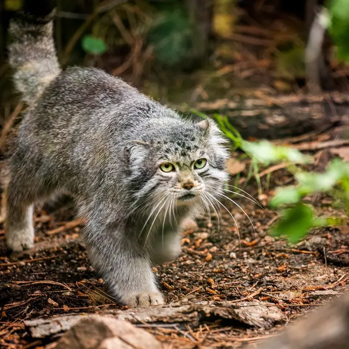 シャイアン・マウンテン動物園のボーの写真