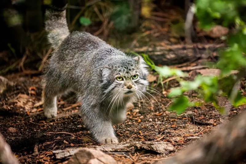 シャイアン・マウンテン動物園のボーの写真