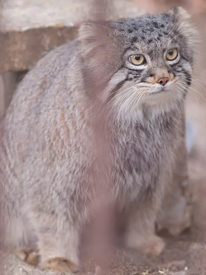野毛山動物園のフィーガの写真