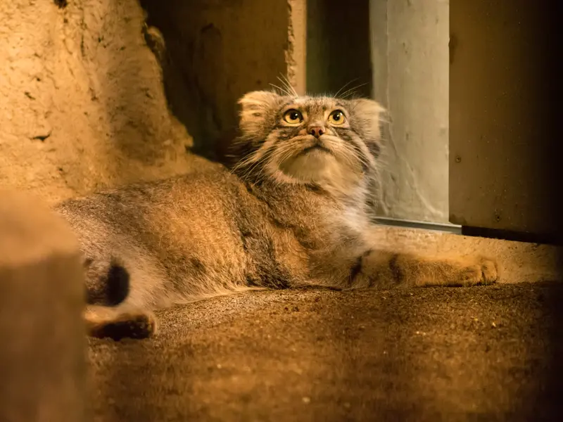 野毛山動物園のフィーガの写真