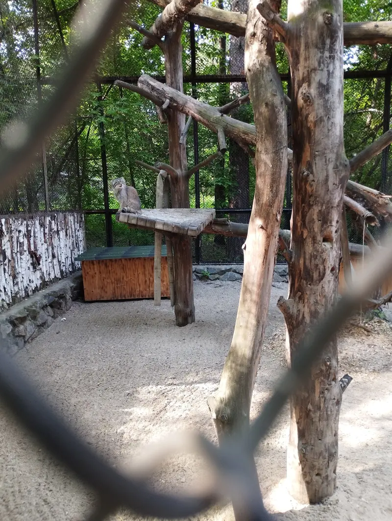 ノヴォシビルスク動物園のマヌルネコの写真