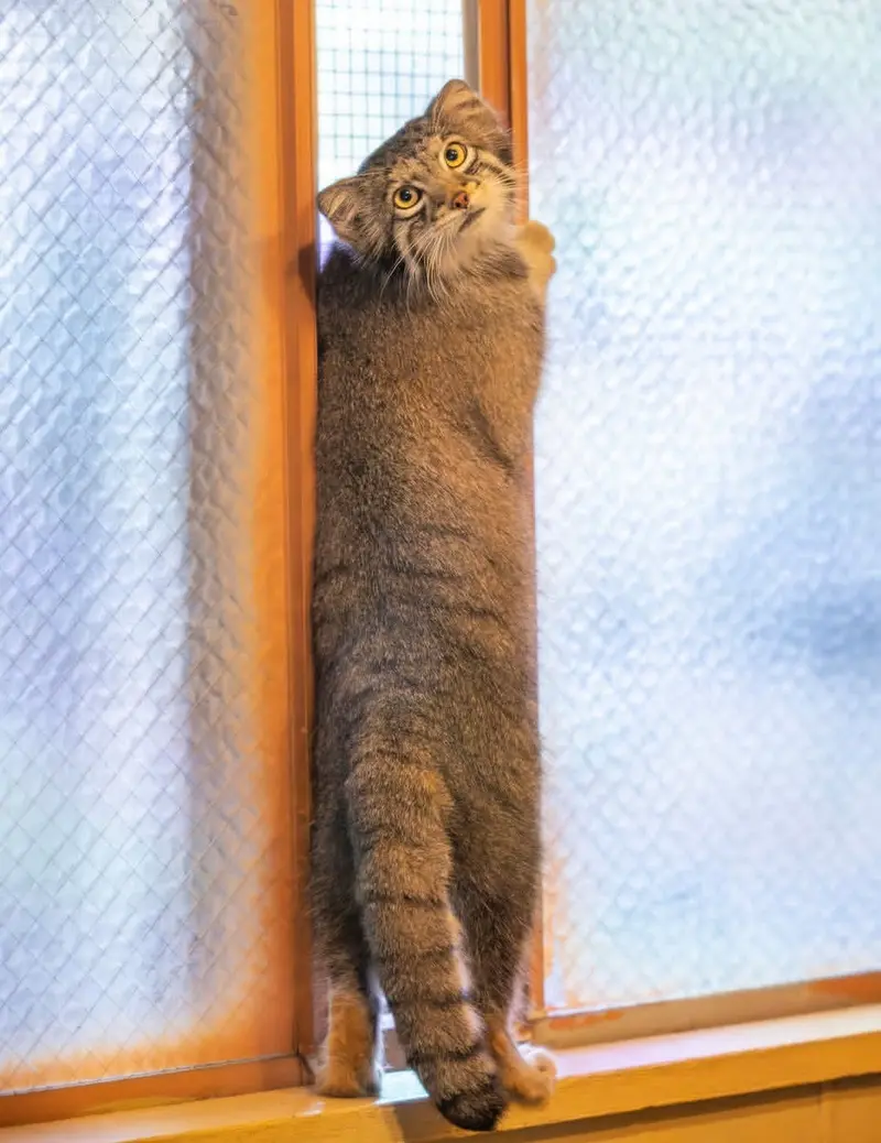 マヌルネコの写真