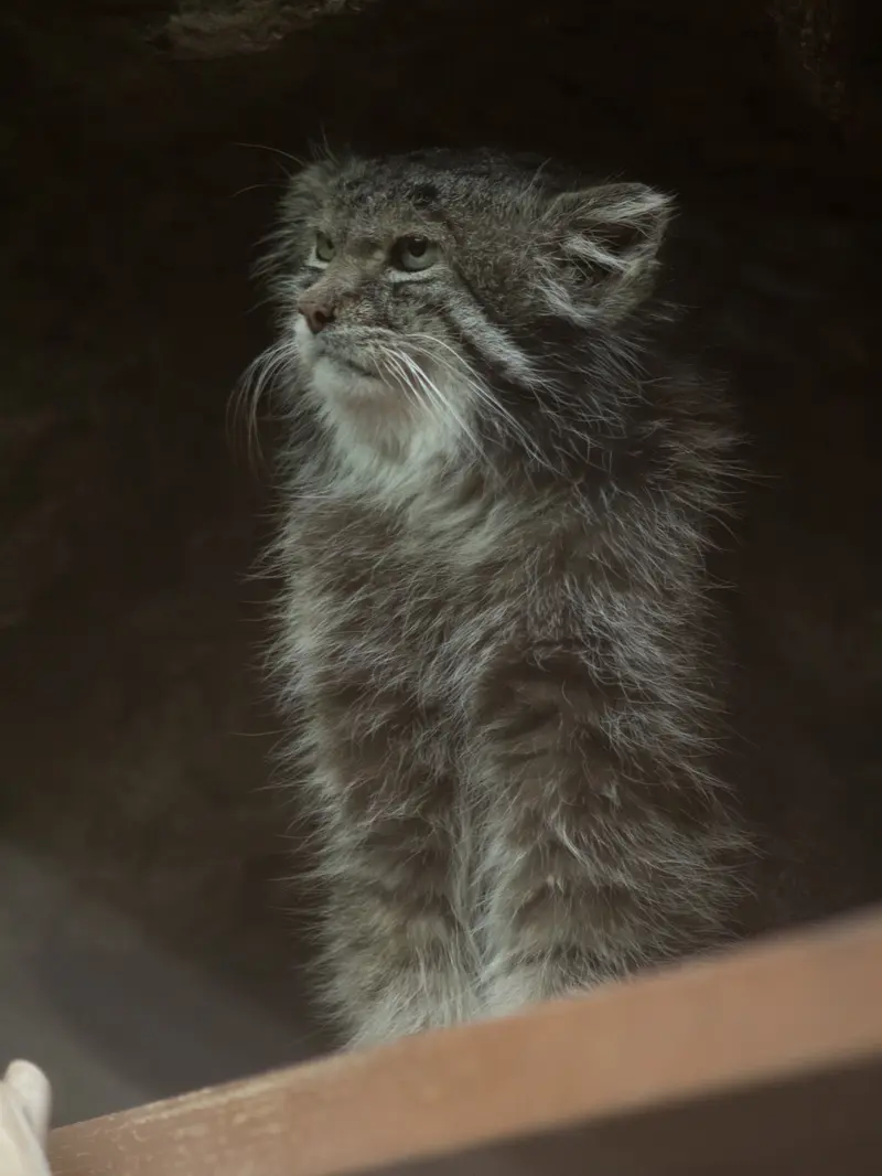 恩賜上野動物園のクリョンの写真