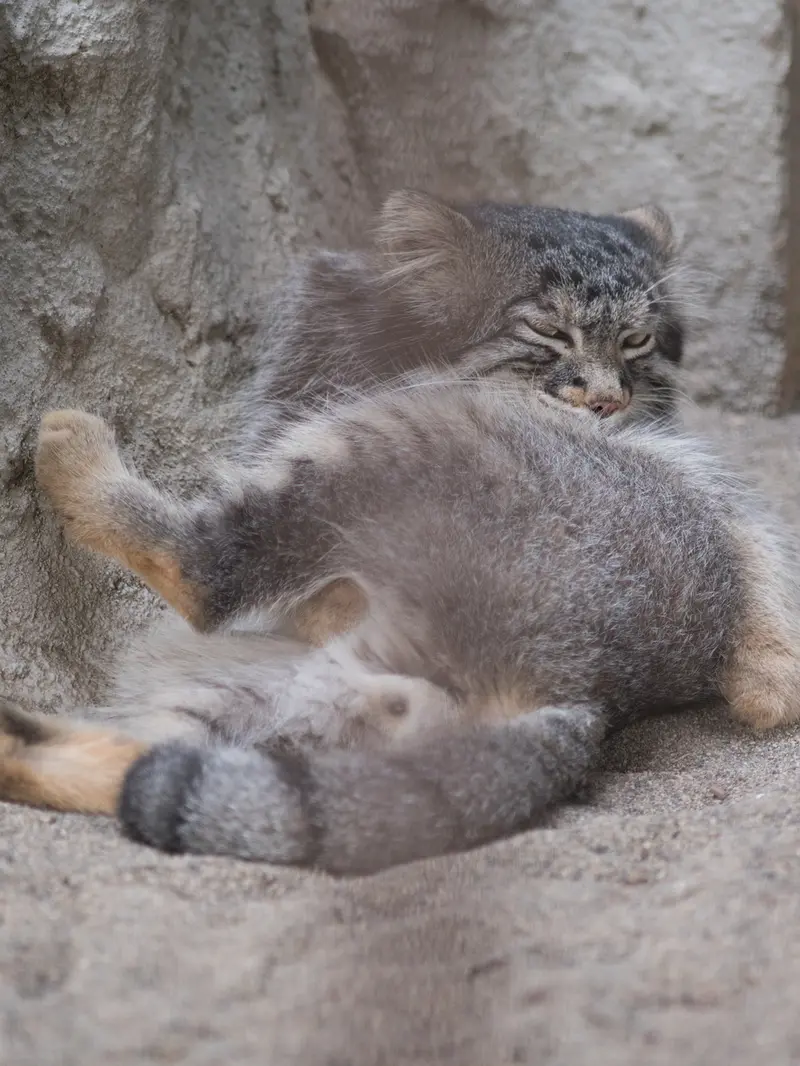 野毛山動物園のフィーガの写真