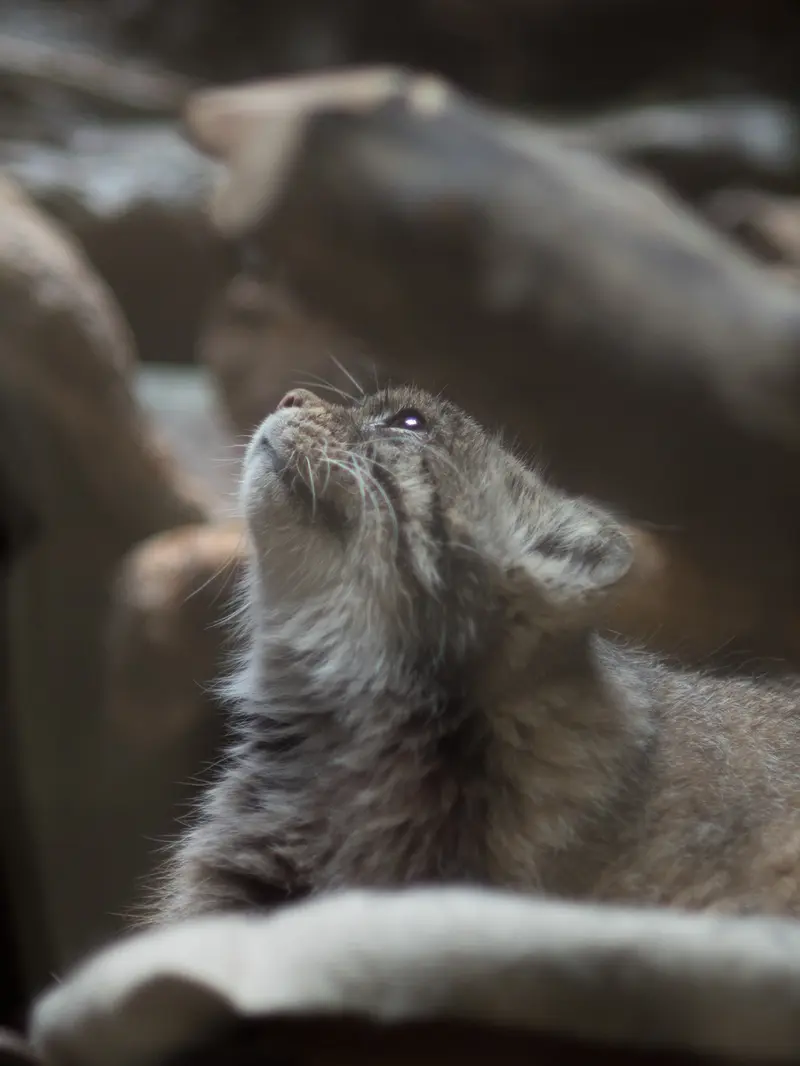 恩賜上野動物園のプリームラの写真