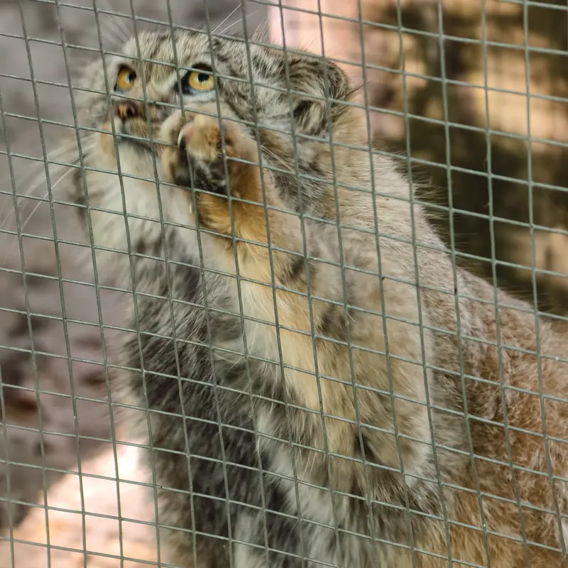 コシツェ動物園のアラニの子（2026年生まれ）Ⅱの写真