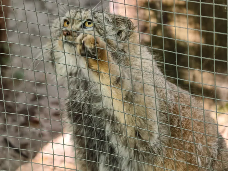 コシツェ動物園のアラニの子（2026年生まれ）Ⅱの写真