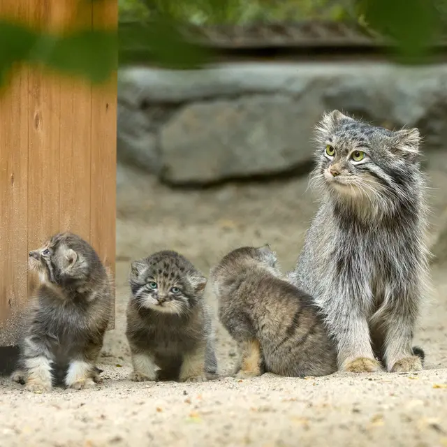 ノヴォシビルスク動物園のスネジンカとベレリの写真