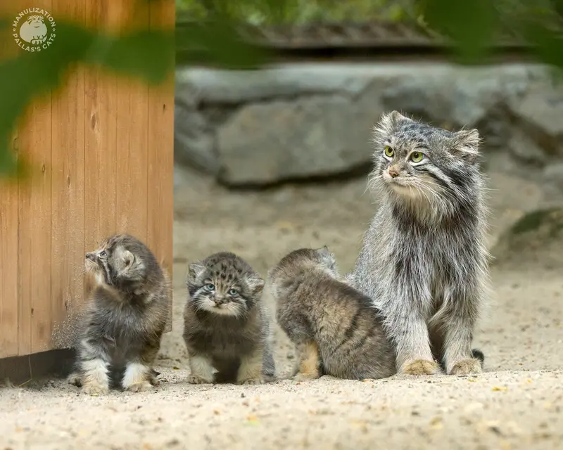 ノヴォシビルスク動物園のスネジンカとベレリの写真