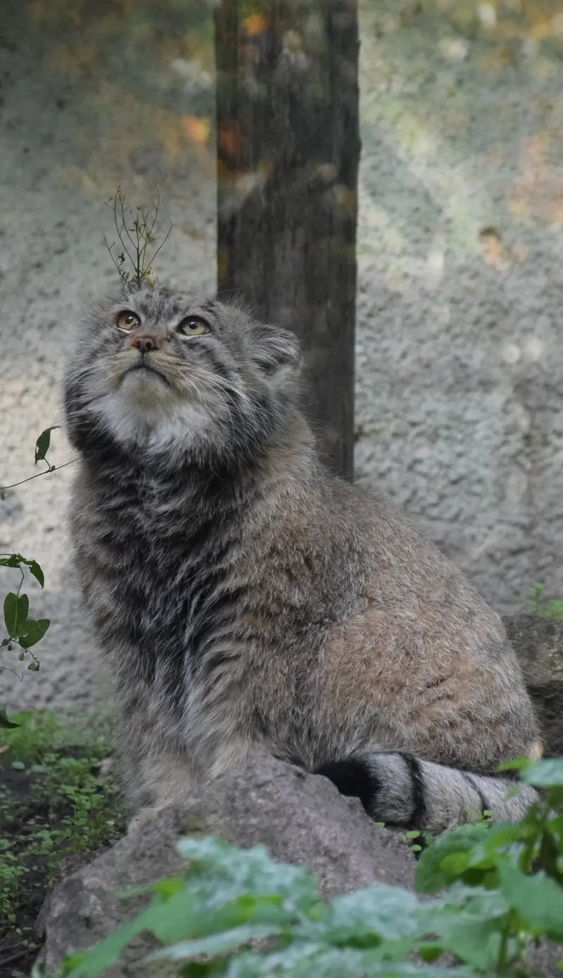 ブダペスト動物園・植物園のボフスの写真