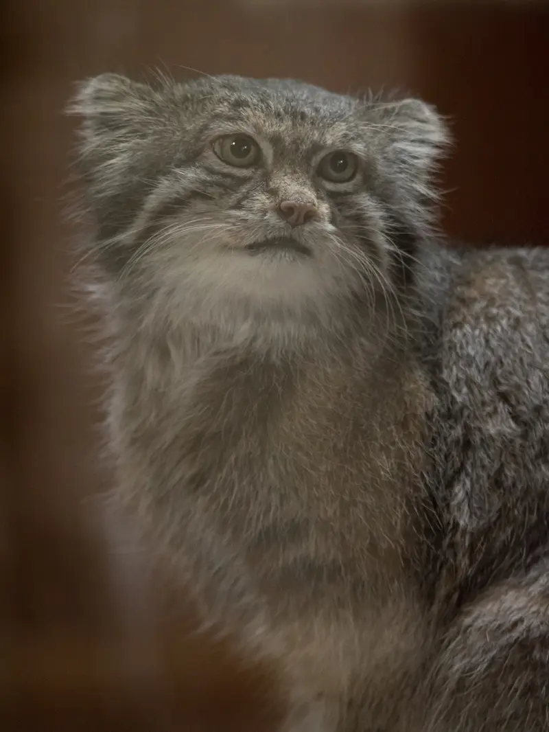 恩賜上野動物園のクリョンの写真