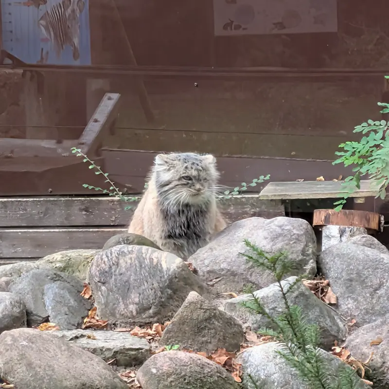 ポズナン新動物園のボジェンカの写真