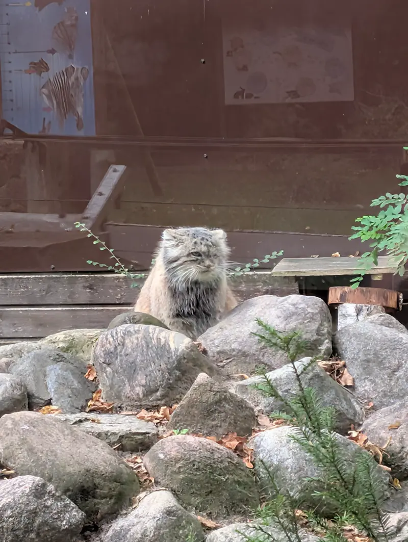 ポズナン新動物園のボジェンカの写真