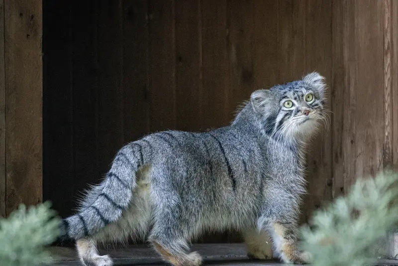 モスクワ動物園のティモフェイの写真
