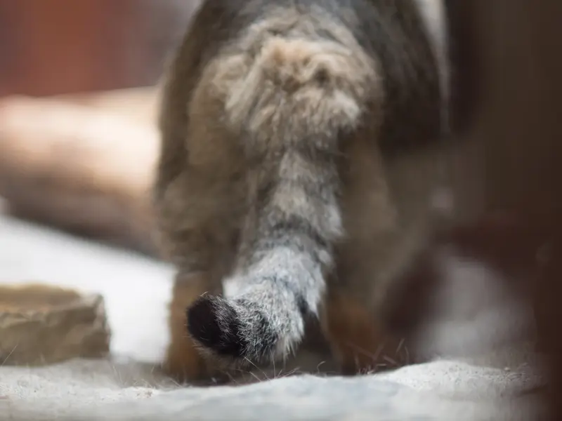 恩賜上野動物園のプリームラの写真