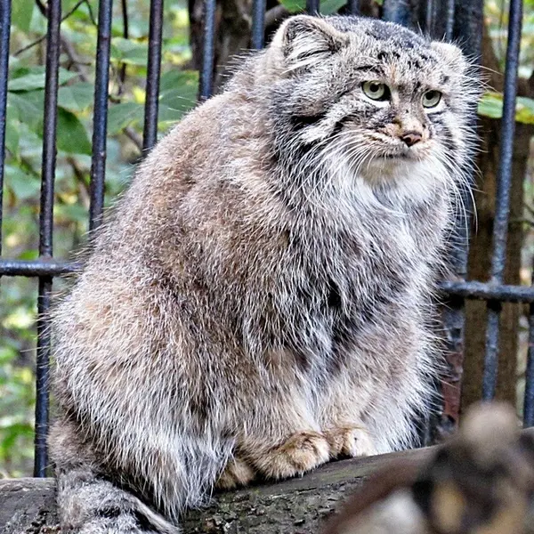 ノヴォシビルスク動物園のシェブの写真