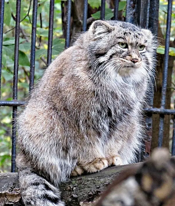 ノヴォシビルスク動物園のシェブの写真