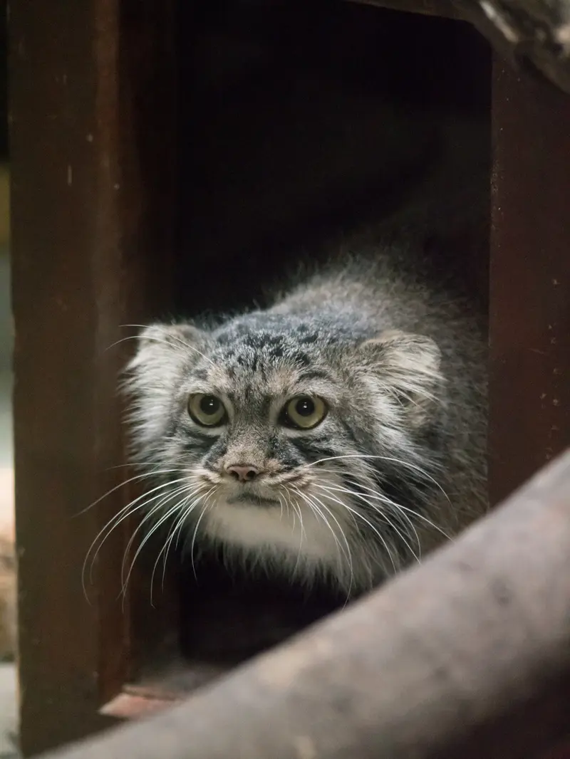 恩賜上野動物園のサフランの写真