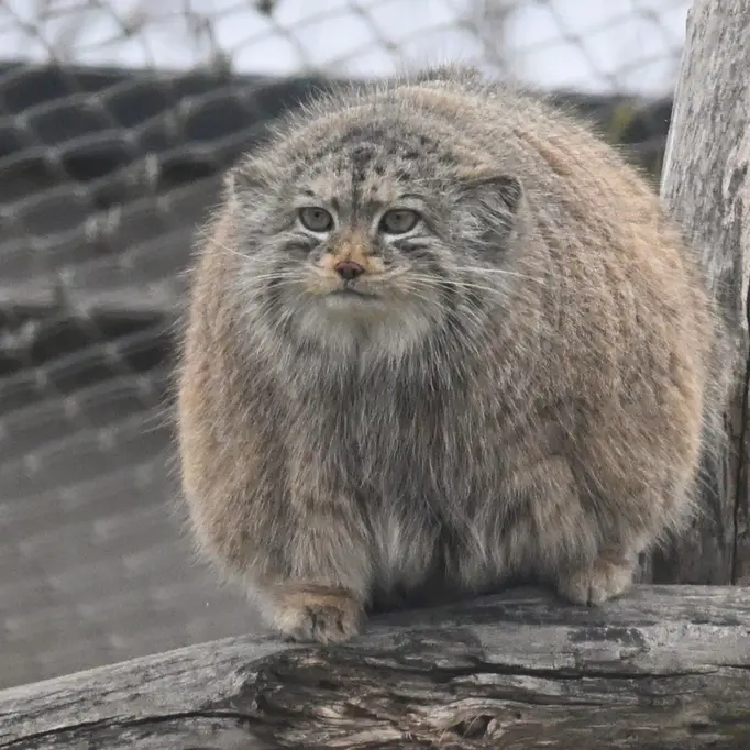 コルケアサーリ動物園のミミの写真