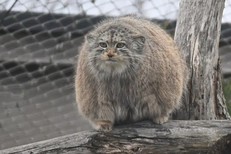 コルケアサーリ動物園のミミの写真
