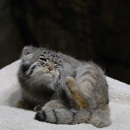 ブルックフィールド動物園シカゴのヨハンの写真