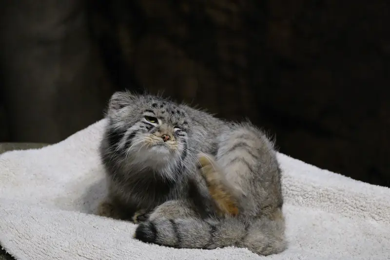 ブルックフィールド動物園シカゴのヨハンの写真