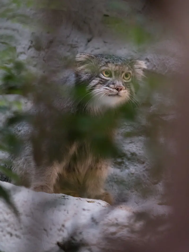 野毛山動物園のフィーガの写真