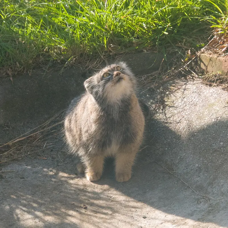 エディンバラ動物園のダッチェスの写真