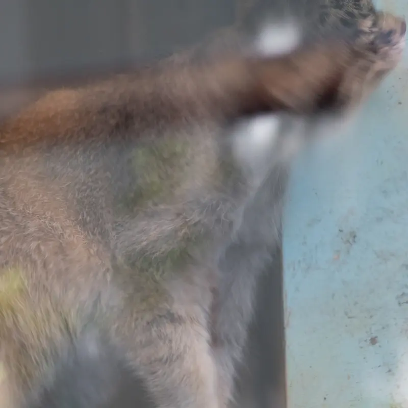 神戸市立王子動物園のイーリスの写真