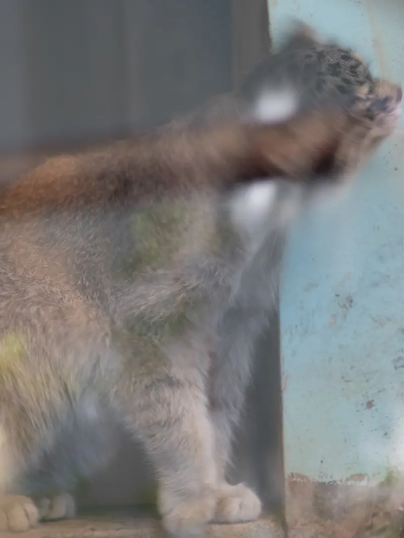 神戸市立王子動物園のイーリスの写真