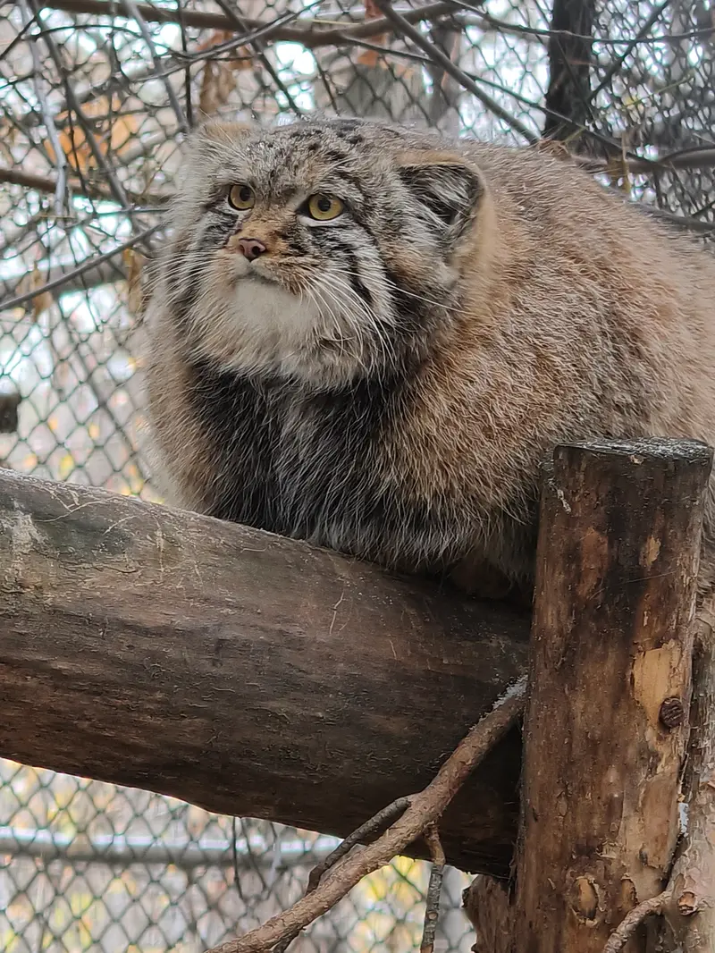ノヴォシビルスク動物園のアデルの息子（2026年生まれ）Ⅲの写真
