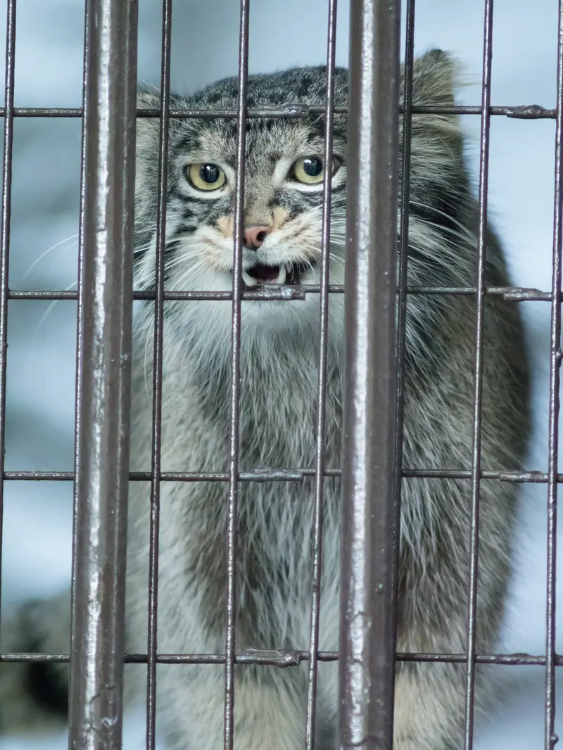 野毛山動物園のフィーガの写真