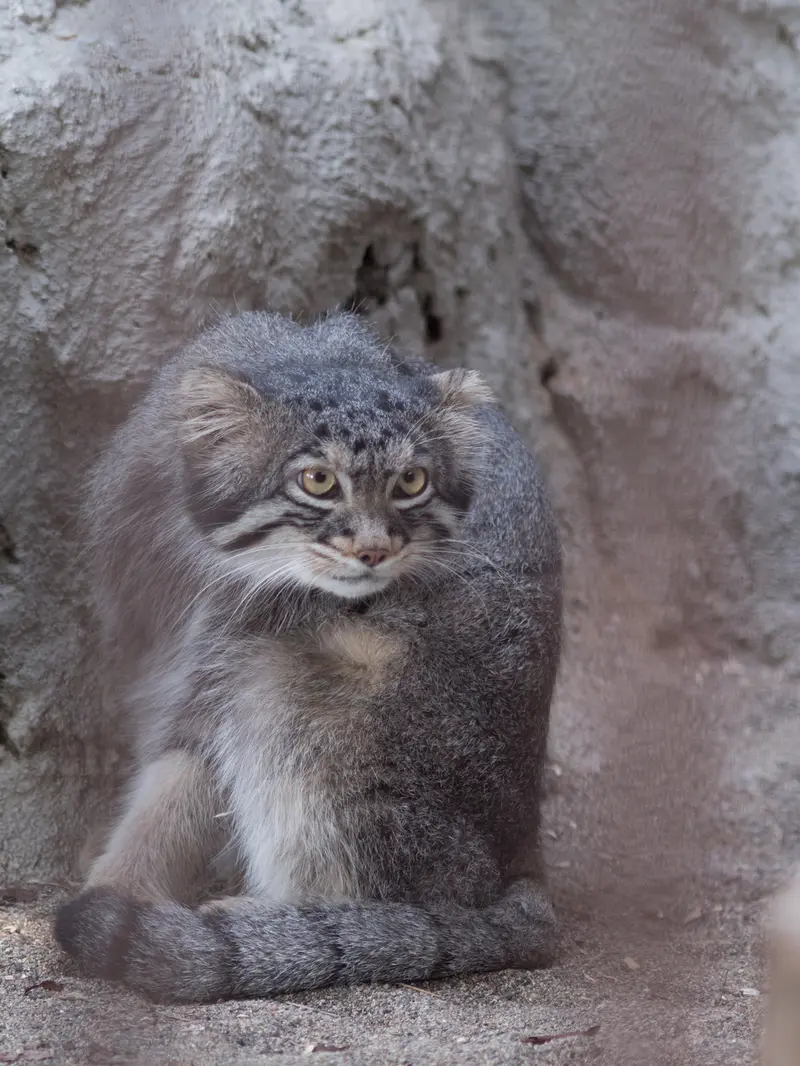野毛山動物園のフィーガの写真