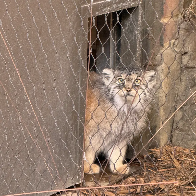 プロスペクト・パーク動物園のサルナイの写真